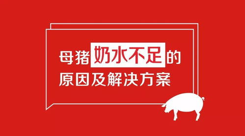 生猪度夏安全，养殖管理是关键