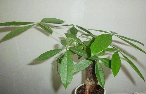 一、缺水，让叶子枯萎