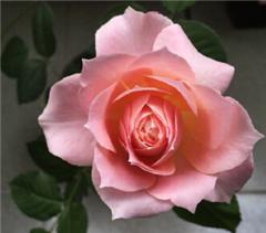 傲慢与偏见月季的花语揭秘