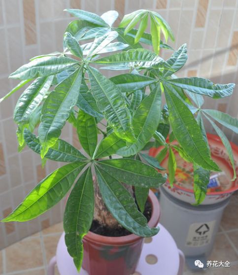 茶花叶子发黄，是土壤缺水吗
