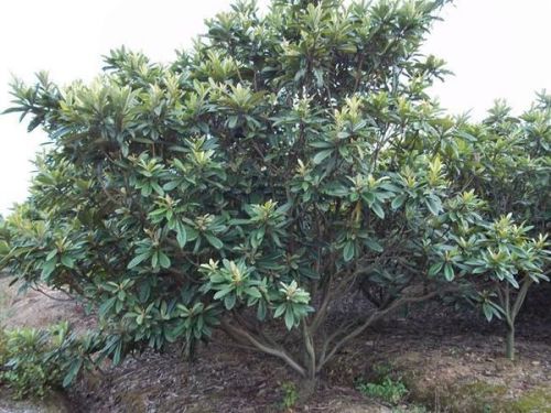 枇杷树，在北方嫩扎根吗？