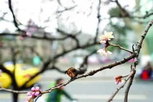 杏树为何提前开花？气候变暖是主因吗
