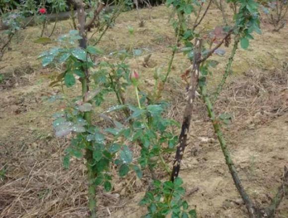 桑盾蚧虫害的恶行