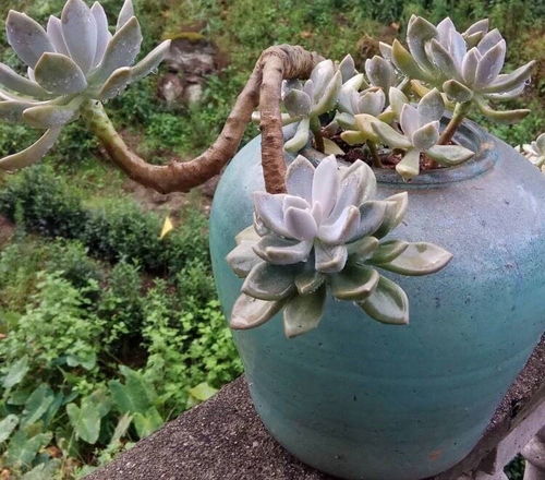 多肉悬崖桩：造型独特， 视觉冲击