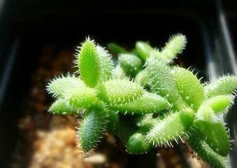 病虫害防治小技巧