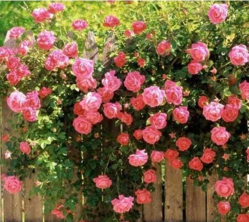 彩叶树， 给篱笆添色彩