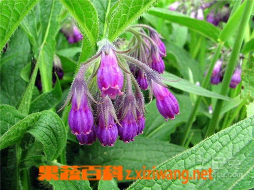 紫花鸢尾水培生长效果如何，是否适合长期水培养护