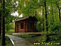 一、 侧柏2米高的价格之谜