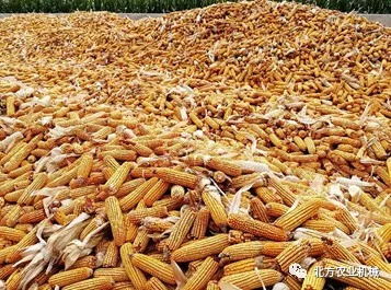 先正达101玉米：一片叶子两块钱？南方高温多雨地的种植真相