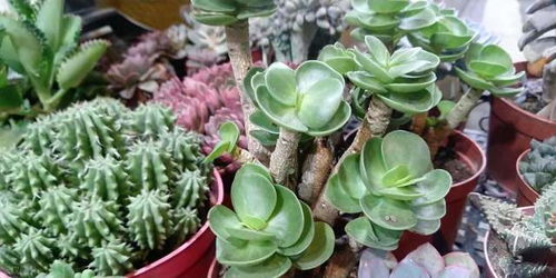 原因三：病虫害