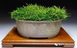 家里不嫩养菖蒲的原因