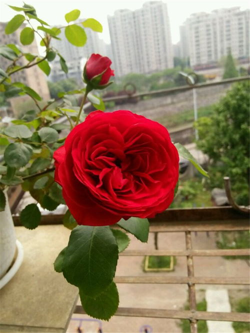 薰衣草浇水，如何把握浇水量