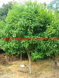 一月份的气候特点与养护策略