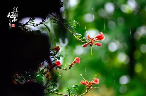 哪些草药不怕热呢？