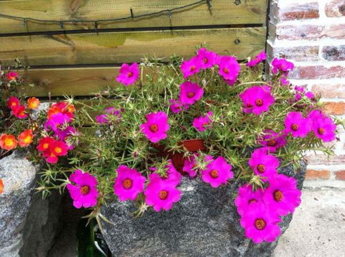 二、 四季开花的植物