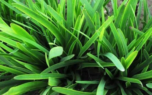 农药种类多，哪种Zui管用？