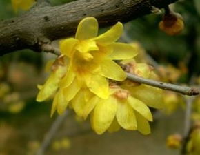 腊梅的花与叶：它们的开花顺序是啥？