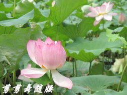 微山湖， 红莲飘香的画卷