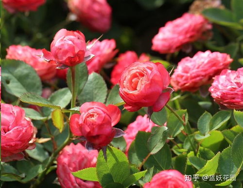 阳台小天地，月季大世界