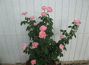 气候与土壤：安尼克城堡月季的家园