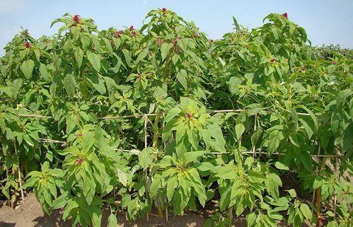 经济效益与市场前景，种出来的东西到底值不值？