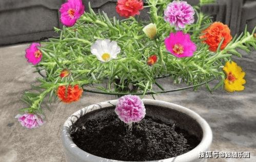 肥料使用：让太阳花花开大鲜艳