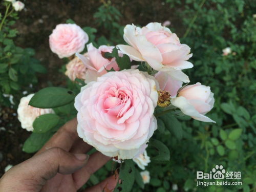 月季种植， 基质要选好