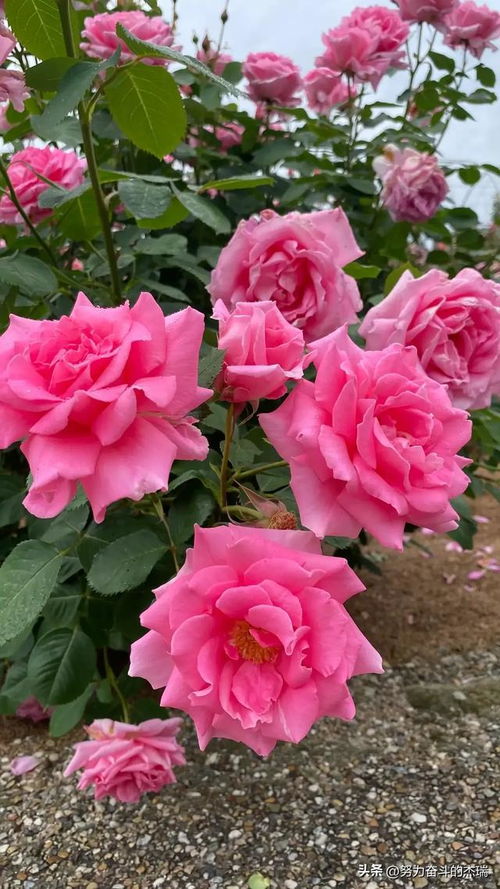 月季花的美， 香气四溢