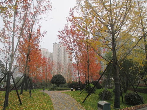 冬天落叶的树木大揭秘