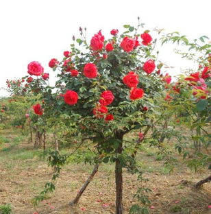 惯与2.5公分树状月季的价格揭秘