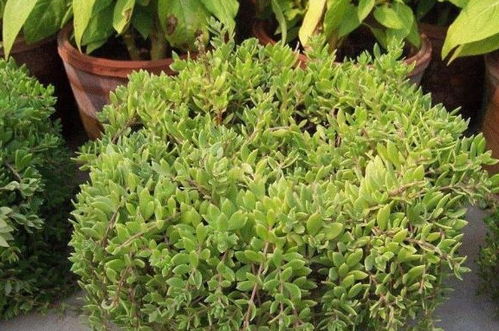 吊兰：春末的绿意