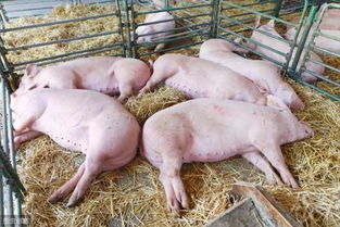 冬季如何养猪防寒、保健、促生长？