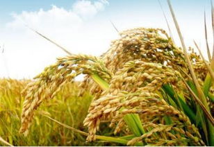 种植葱兰， 要注意这些事项