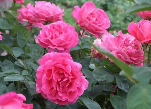 第三招：科学施肥，月季的“营养大餐”