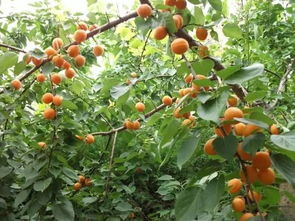 种子处理的重要性