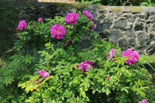 植物界的“三姐妹”：蔷薇、 月季、玫瑰的辨识之旅