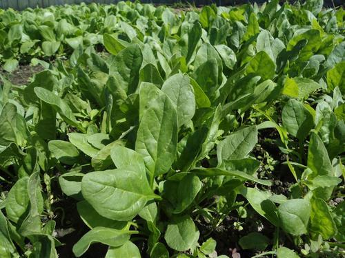 菠菜种植攻略：春季播种，轻松种出美味绿意！