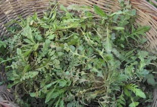 “春季什么时候播种荠菜最为适宜，最佳播种时间是什么时候