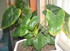 光照不足， 花儿也需要晒晒太阳