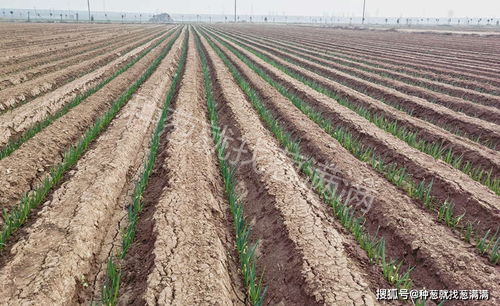 施肥的频率和注意事项