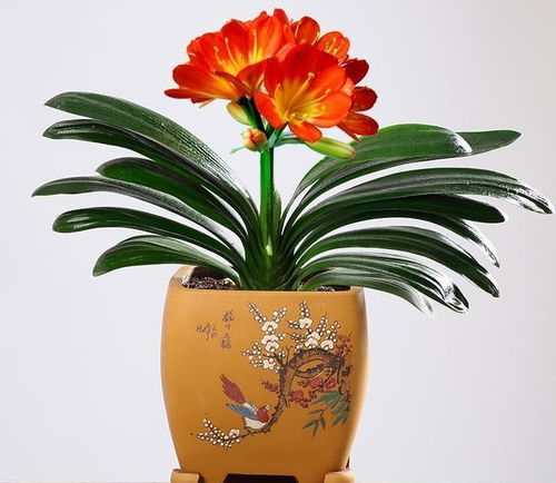 酸奶浇花？君子兰慎用！天然花肥还是选对吧！