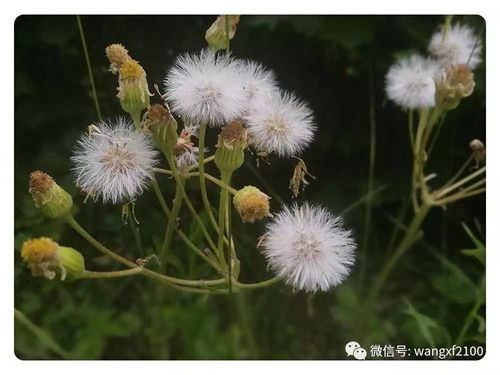 蒲公英借助风力传播花种，它是如何做到的