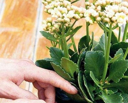 天堂鸟专用肥，根壮叶厚，爆款花卉肥料！