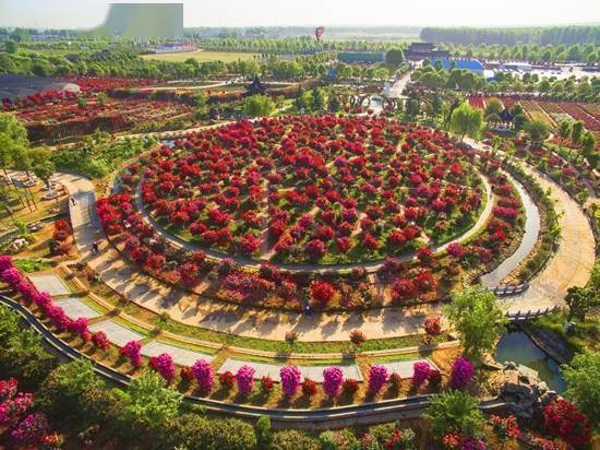 龙头带动 引领规模化发展