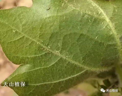 农药大揭秘，市面上都有啥好货？