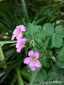 花花语大揭秘：上万种花，各种寓意！