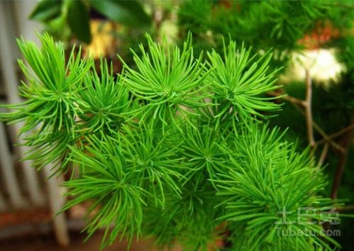 金牛座适合养哪些财运植物？有没有15种特别旺财的植物推荐