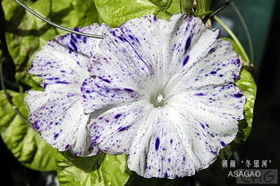 喇叭花， 家庭种植的受欢迎品种