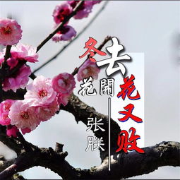花开花败，这首歌好听吗