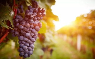 蛇葡萄， 雪堆里也Neng活